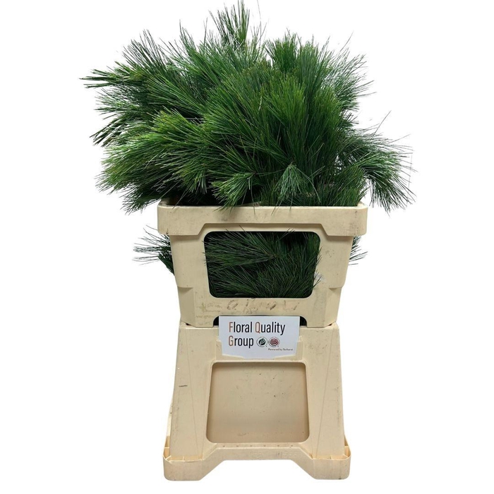 <h4>PINUS STROBUS</h4>