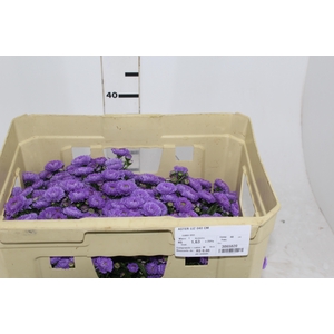 ASTER LIZ 040 CM
