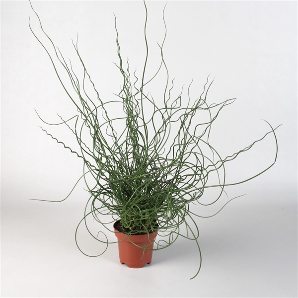 Juncus effusus Spiralis