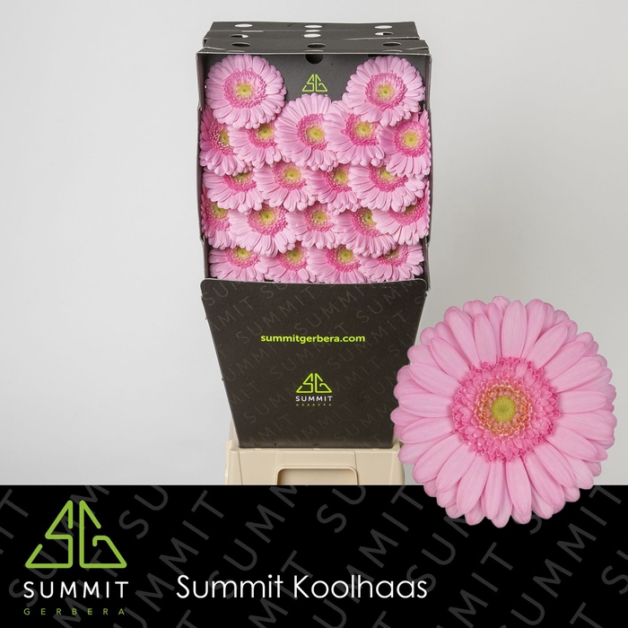<h4>Germini Kimsey Diamond per kaart</h4>
