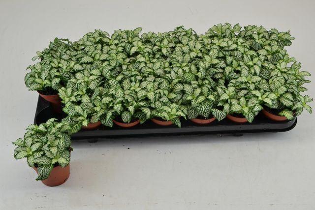 <h4>Fittonia 'Mosaic White Tiger'</h4>