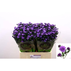 AST ASTEE DARK MILKA