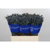 Eryngium Blue Dynamite