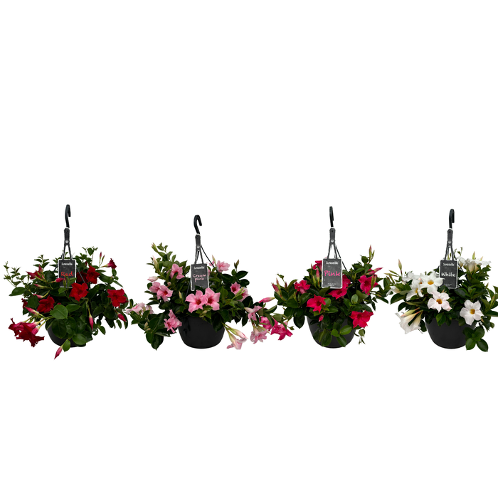 <h4>Mandevilla Sundaville Mixtray hangpot (Dipladenia)</h4>