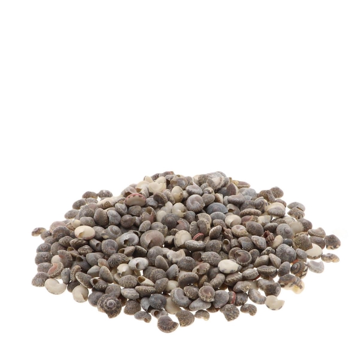 <h4>Shell Umbonium 1kg</h4>