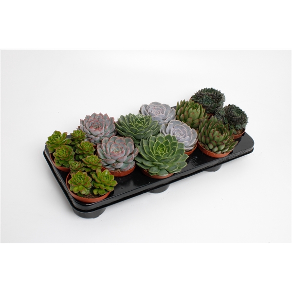 <h4>Echeveria Mix</h4>