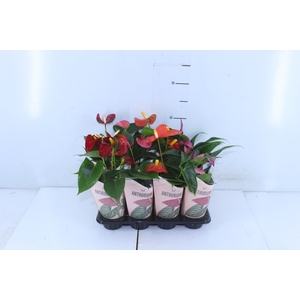 ANTHURIUM VARIADO P06