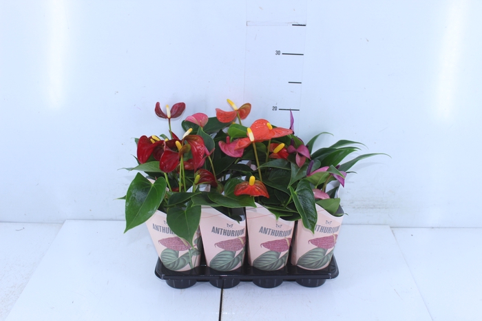 ANTHURIUM VARIADO P06