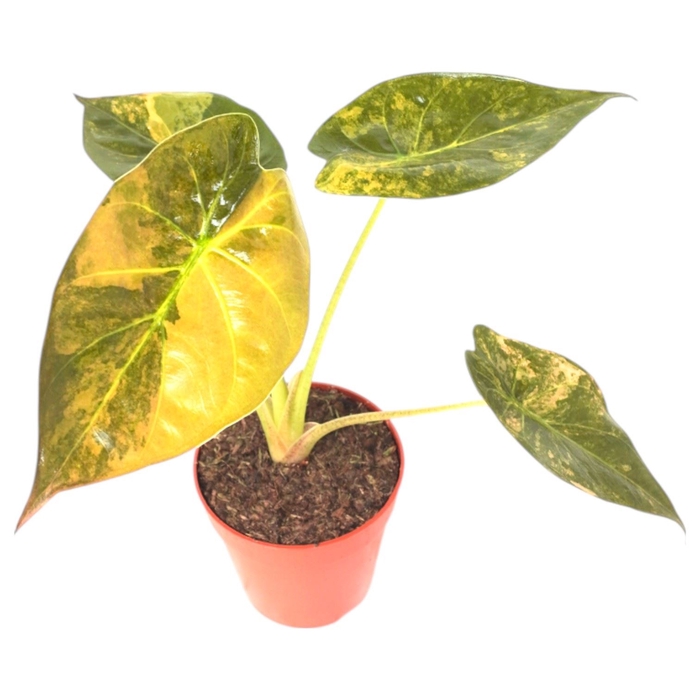 <h4>Alocasia</h4>
