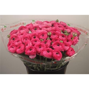 Ran... Su Bolero X L Super