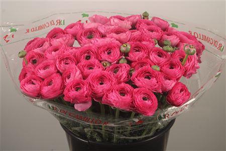 Ran... Su Bolero Super X50