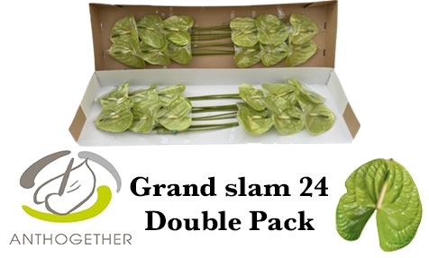 <h4>ANTH A GRAND SLAM 24 Double Pack</h4>