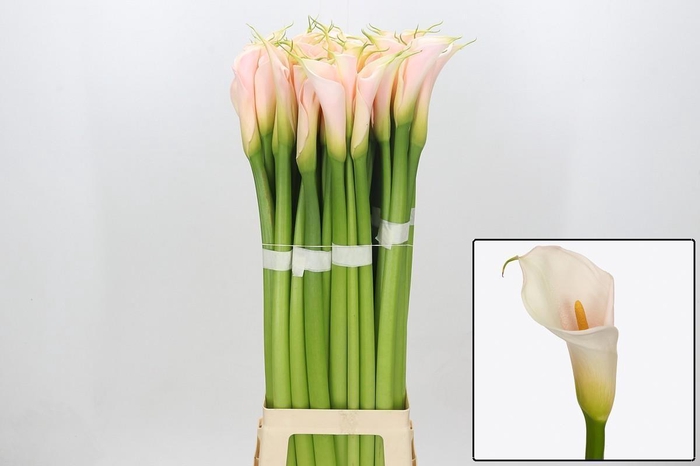 <h4>ZANT AE EYD SALMON</h4>