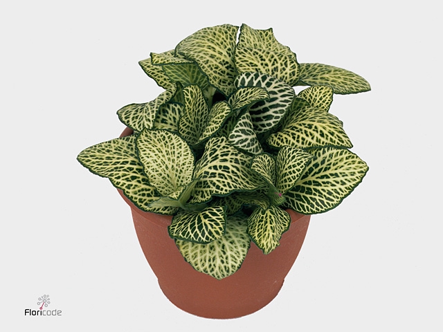 FITTONIA WHITE ANNE