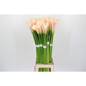 Zantedeschia Eydolls Salmon Promo