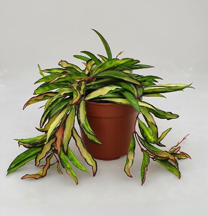 <h4>Hoya Overig Wayetii tricolor</h4>
