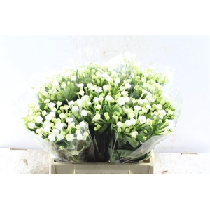 Bouvardia En White Sensation