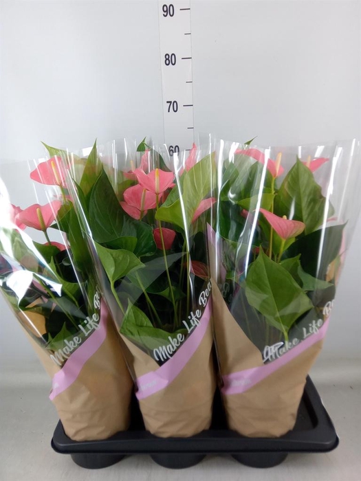 <h4>Anthurium andr. 'Pink Explosion'</h4>