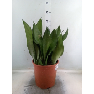 Sansevieria trifa. 'Moonshine'