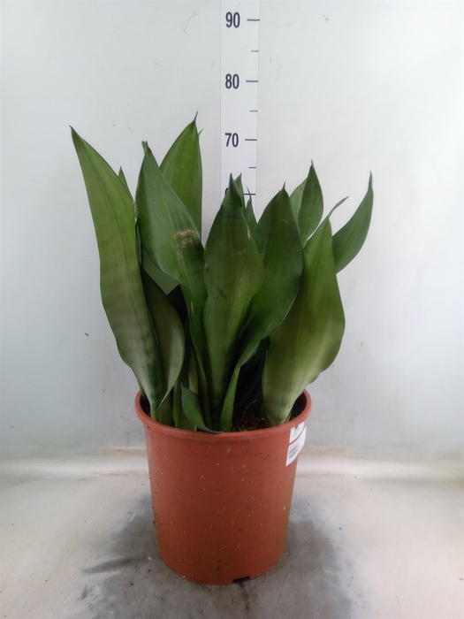 <h4>Sansevieria trifa. 'Moonshine'</h4>