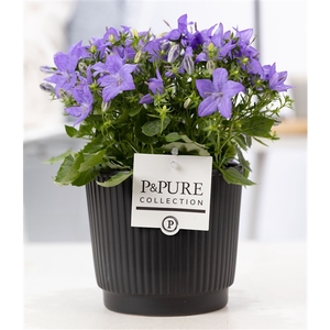 Campanula 'Napoli' Pure Liv