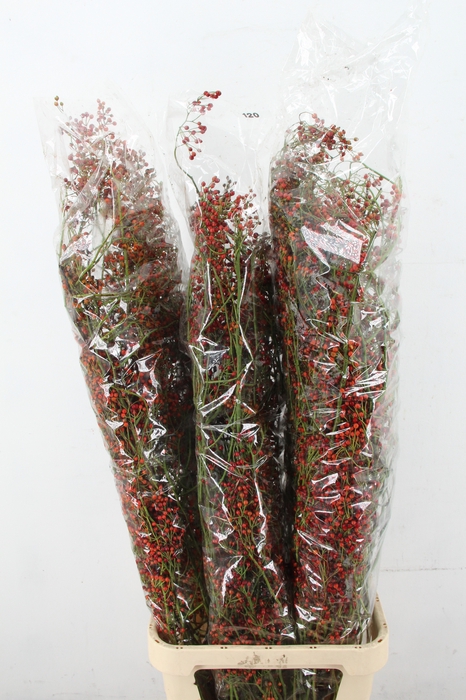 <h4>ROSA CORALLO RED 120CM</h4>