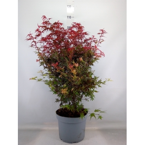 Acer palmatum 'Shaina'
