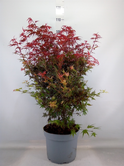 <h4>Acer palmatum 'Shaina'</h4>