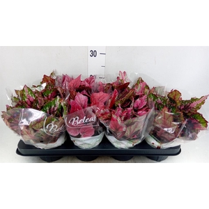 Begonia BD rex 'Beleaf' ...mix