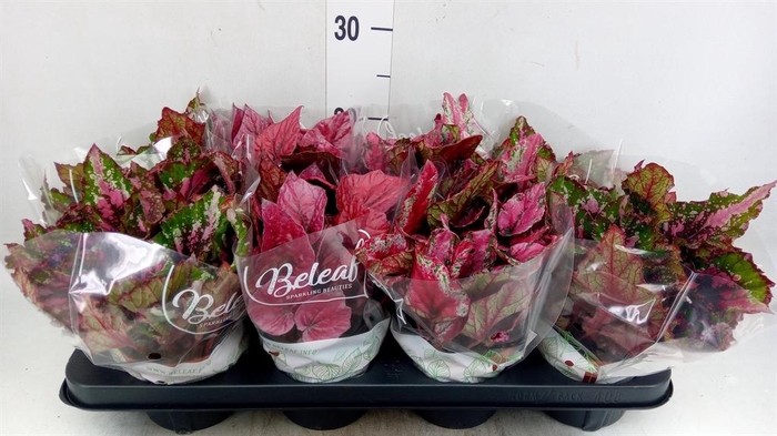 <h4>Begonia BD rex 'Beleaf' ...mix</h4>