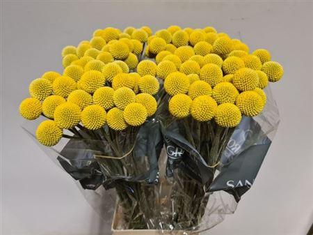 <h4>Cras Paintball Pop</h4>