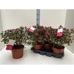 Azalea Japonica P21 Excelsior