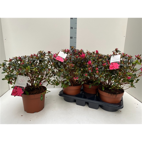 <h4>Azalea Japonica P21 Excelsior</h4>