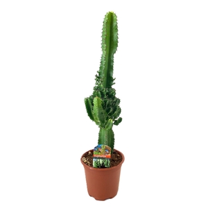 Euphorbia eritrea