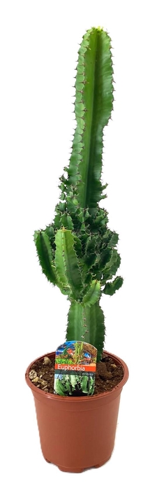 <h4>Euphorbia eritrea</h4>