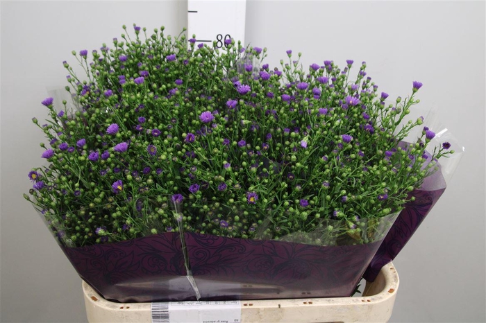 <h4>Ast Casamare</h4>