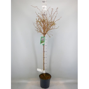 Prunus incisa 'Kojou-no-mai'