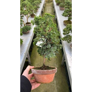 Chamaecyparis obtusa