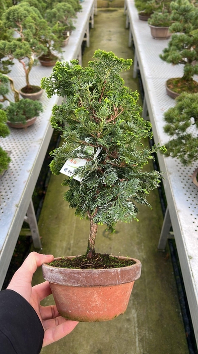 <h4>Chamaecyparis obtusa</h4>