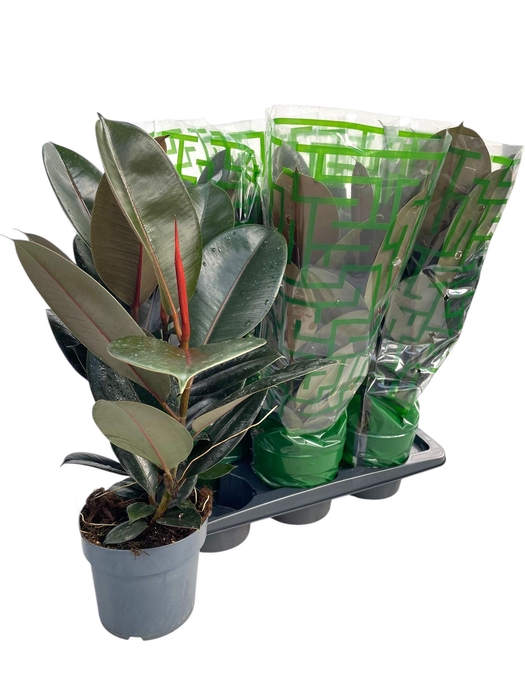 <h4>FIC EL ABIDJAN</h4>