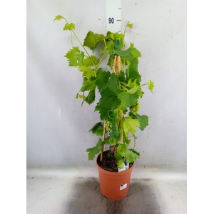 Vitis   ...