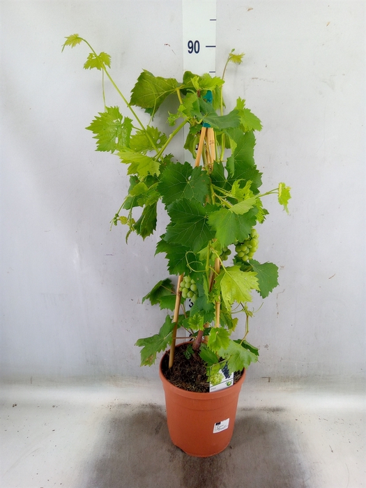 <h4>Vitis   ...</h4>