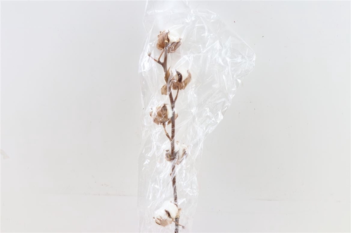 <h4>Dried Gossypium (katoen) 5 Bal</h4>