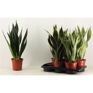 Sansevieria Super mix 17 cm