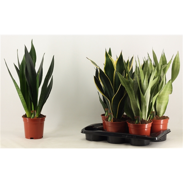 <h4>Sansevieria Super mix 17 cm</h4>