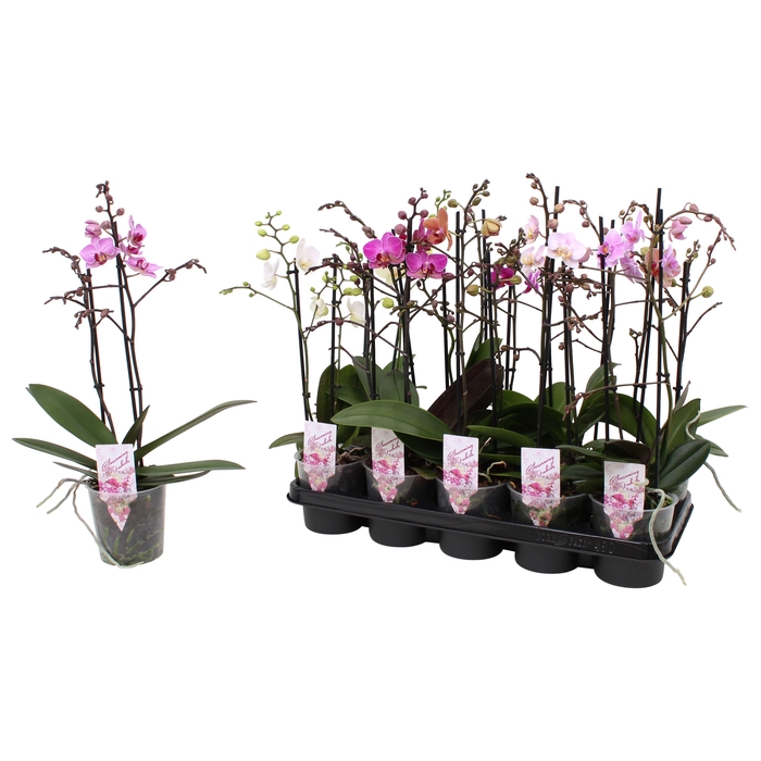 <h4>Phal. Multiflora 2-tak mix 22+ bloem</h4>