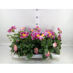 Dahlia  'Summerbees Purple Bicolor'