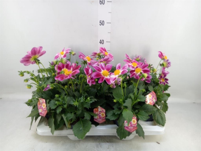 <h4>Dahlia  'Summerbees Purple Bicolor'</h4>