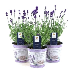 Lavandula ang. 'Felice'® Collection P12 in Zinc Lavender