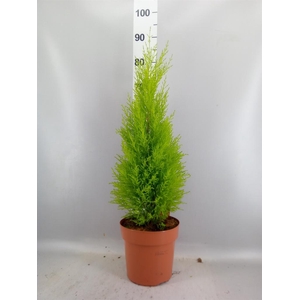 Cupressus macro. 'Goldcrest Wilma'